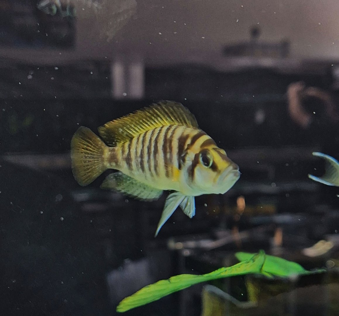 Red Fin Compressiceps Cichlid (Altolamprologus compressiceps "Red Fin")