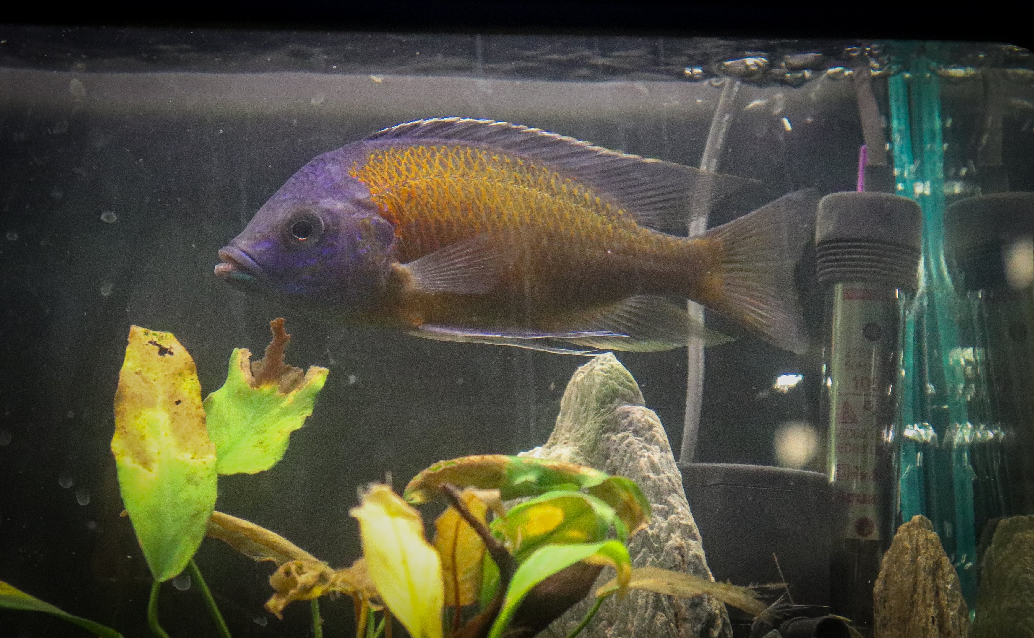 Red Fin Kadango (Copadichromis borleyi) - Royal Queensland Show 2018