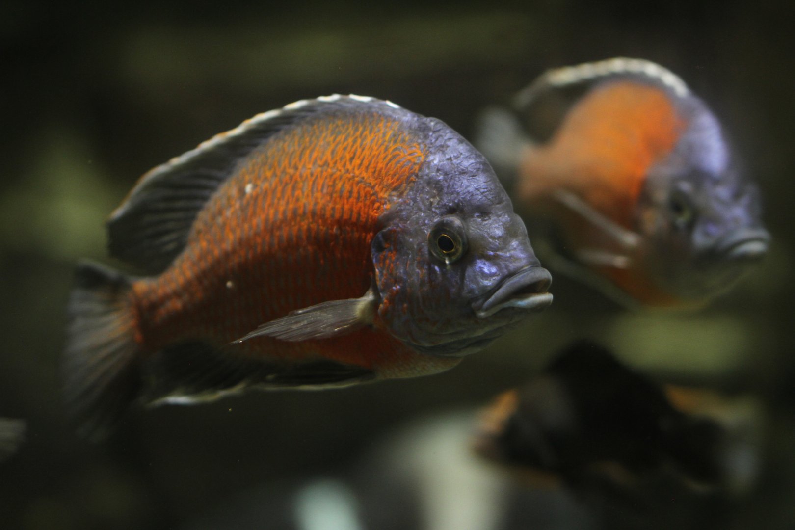 Red Fin Kadango (Copadichromis borleyi)