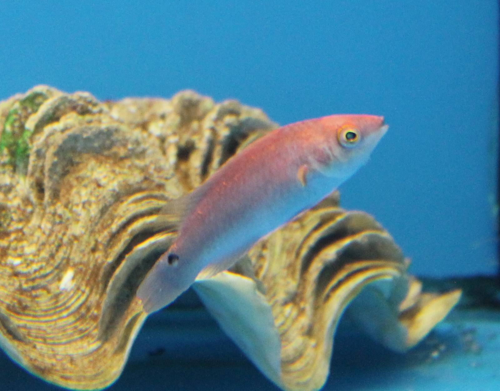 Red fin or Delebius Fairy wrasse