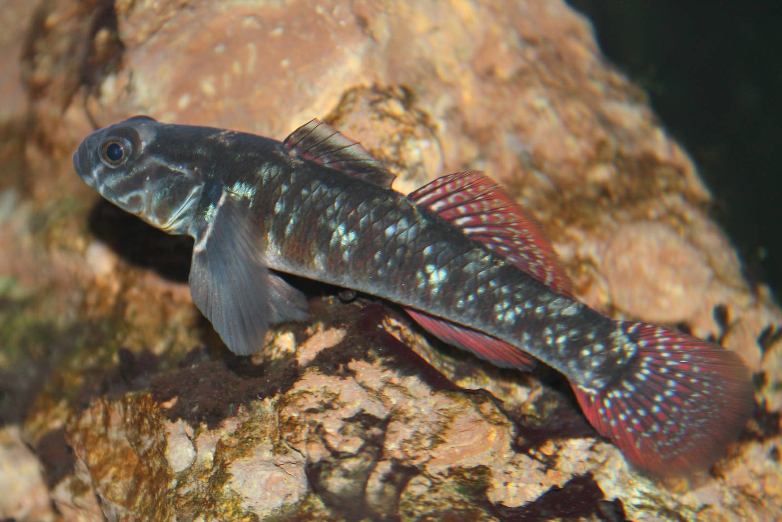 red-finned bully (Gobiomorphus huttoni) at Auckland Museum
