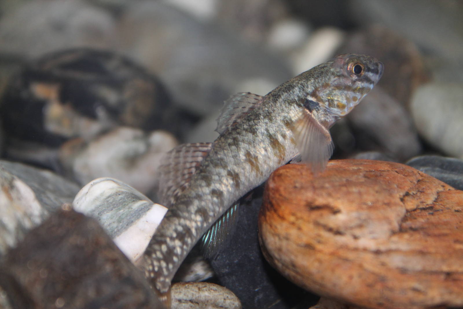 red-finned bully (Gobiomorphus huttoni)