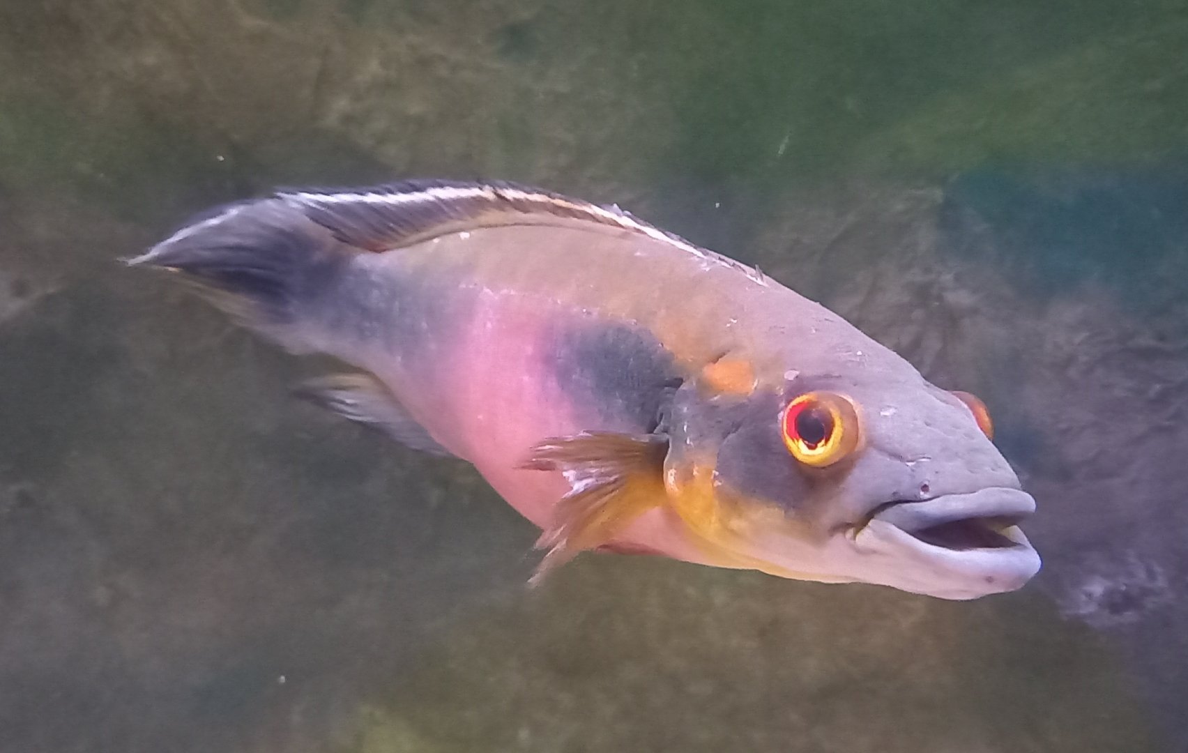 Red-finned pike cichlid - Crenicichla johanna