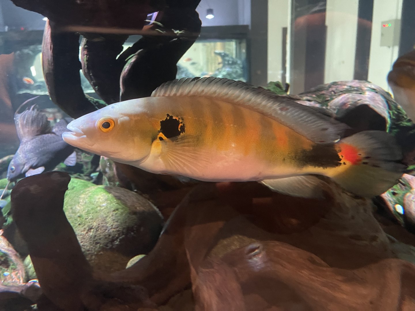 red-finned pike cichlid (lugubria johanna)
