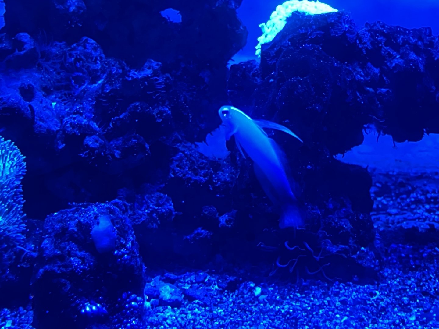 red fire goby (nemateleotris magnifica)