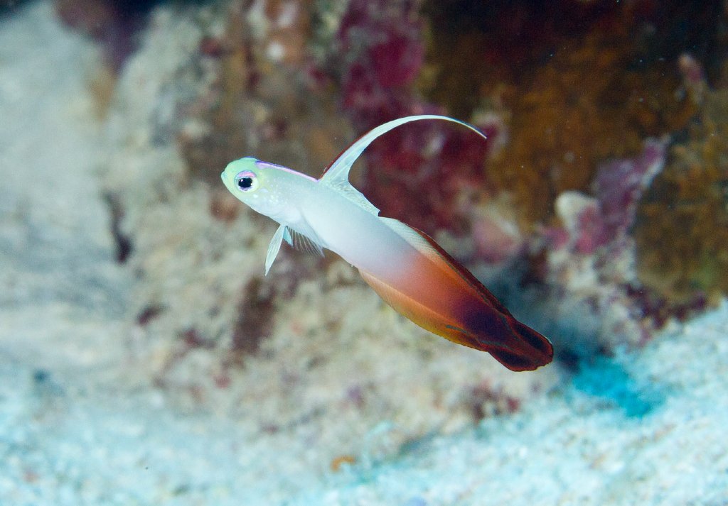 Red Firegoby