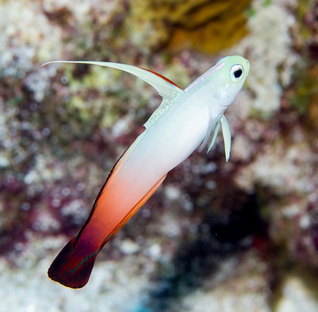 Red Firegoby