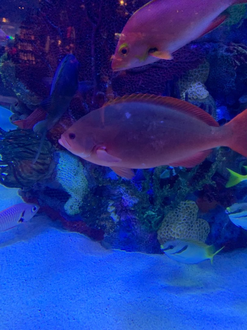 Red Fish ID at Rainforest Cafe in Disney World