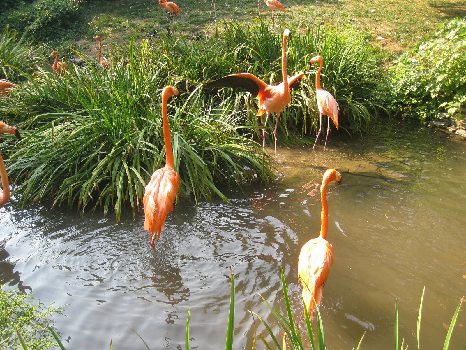 Red Flamingoes