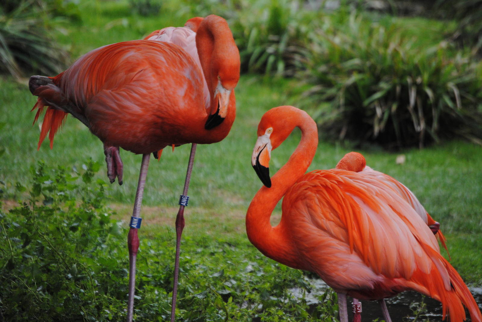 Red flamingos