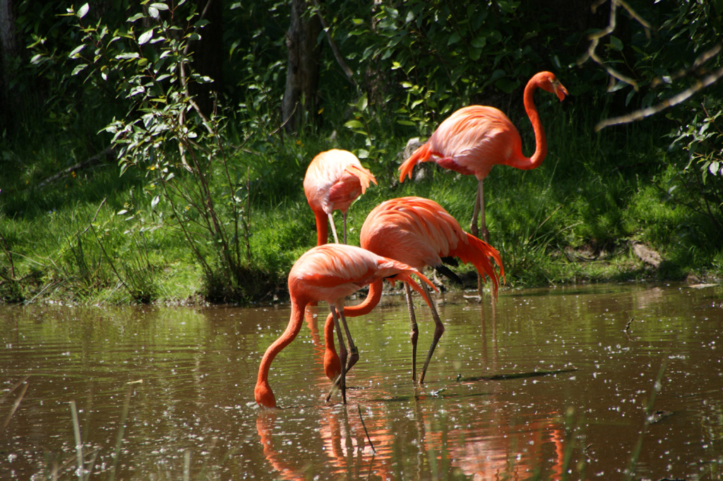 Red flamingos