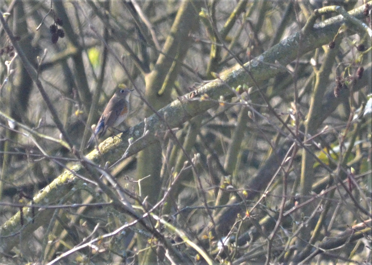 Red-flanked Bluetail at Titchwell Marsh, 28/03/17
