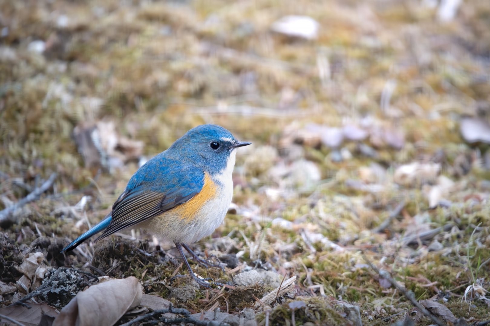 Red Flanked Bluetail ~ Kumoba Pond
