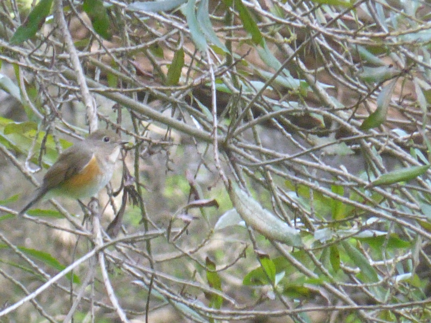 Red-flanked Bluetail (Tarsiger cyanurus)