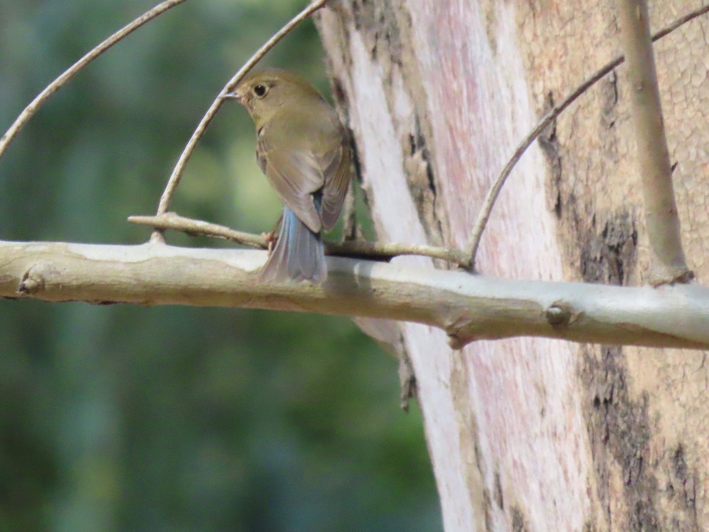Red flanked bluetail