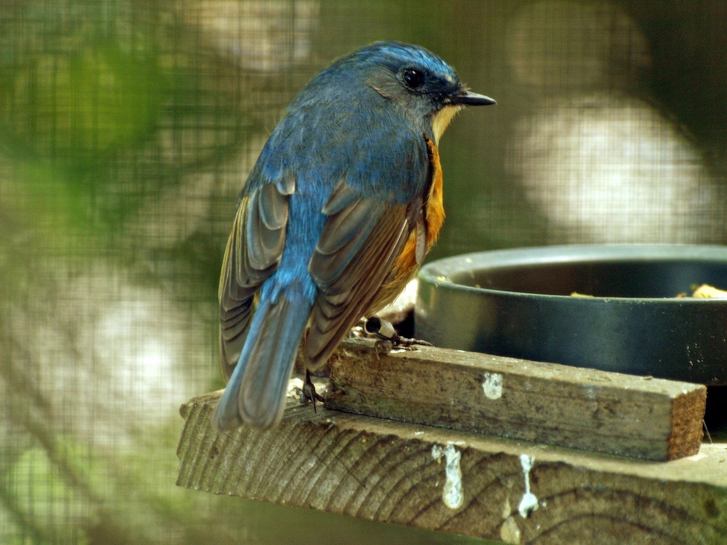 Red-flanked Bluetail