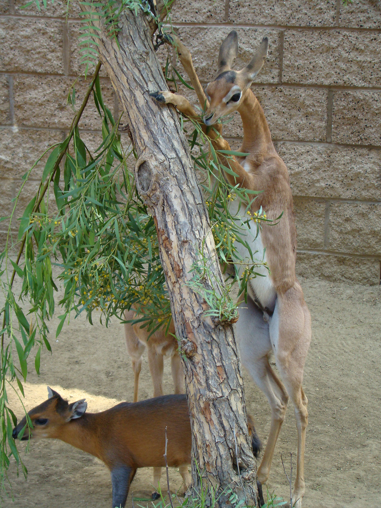 Red-flanked Duiker and Gerenuks at the Los Angeles Zoo