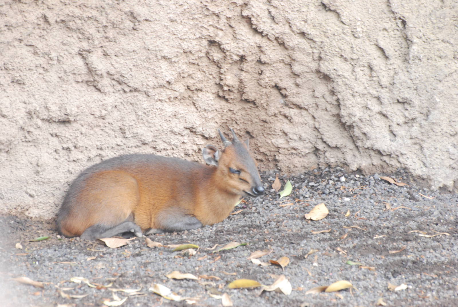 Red-flanked Duiker at Bioparc Valencia, 28/05/11