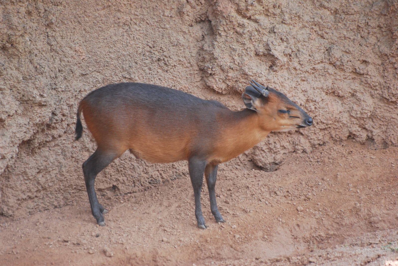 Red-flanked Duiker at Bioparc Valencia, 28/05/11