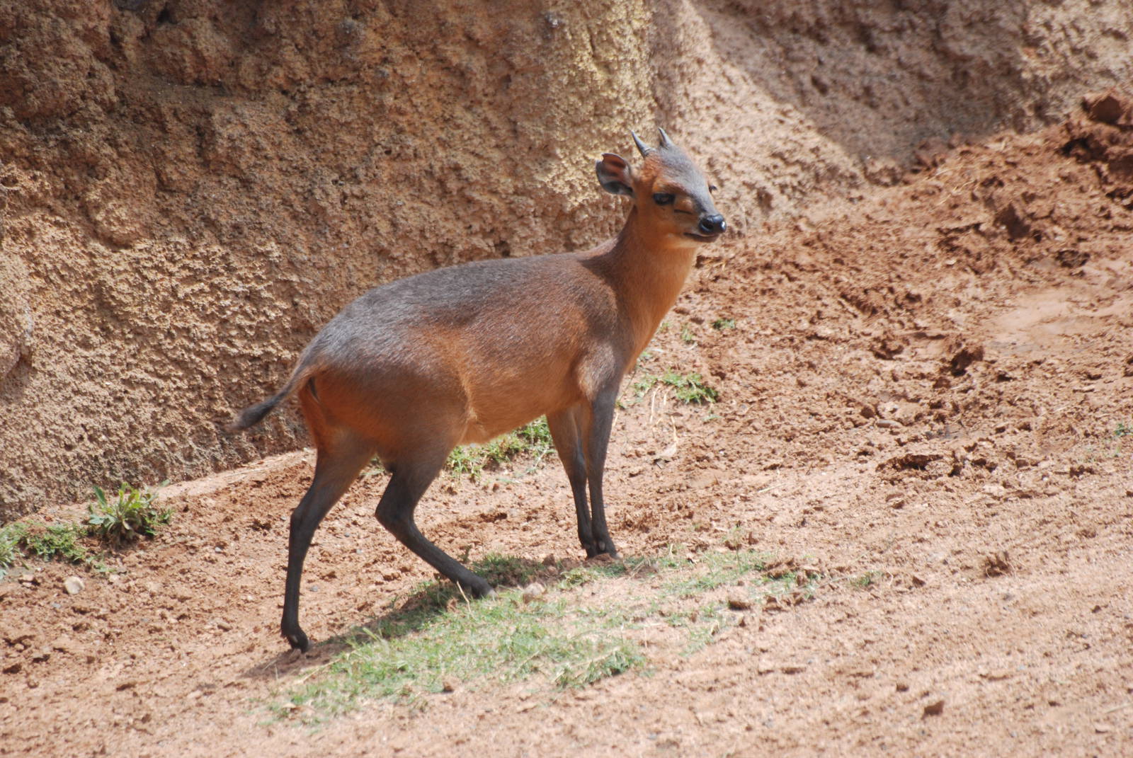 Red-flanked Duiker at Bioparc Valencia, 28/05/11