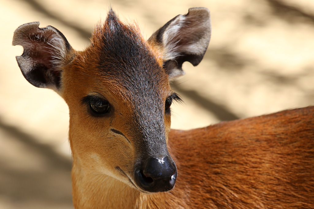 Red-flanked Duiker at LA Zoo 16th April 2016