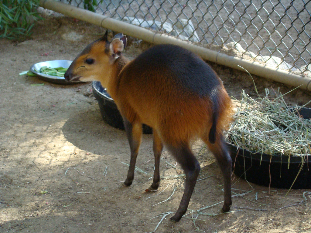 Red-flanked Duiker at the Los Angeles Zoo