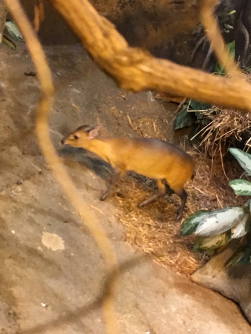 Red-Flanked Duiker | Brookfield Zoo