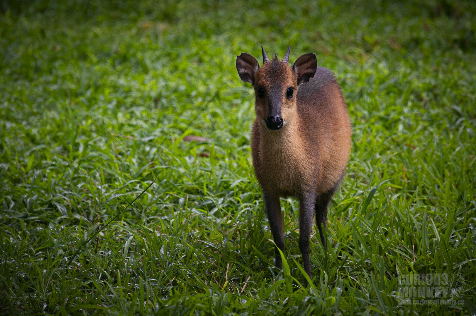 Red-Flanked Duiker (cephalophus rufilatus) 05/22