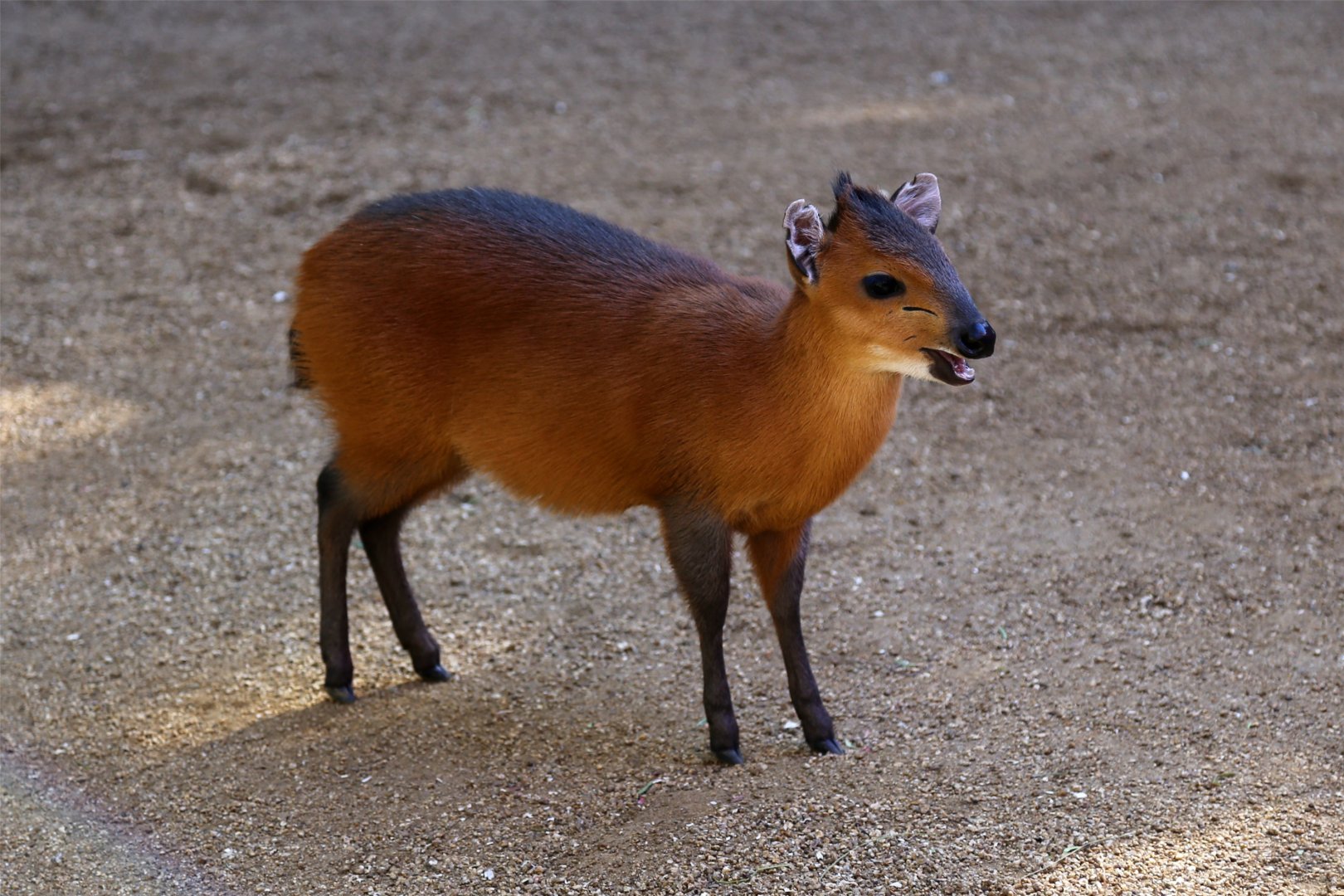 Red-flanked Duiker (Cephalophus rufilatus), December 2015