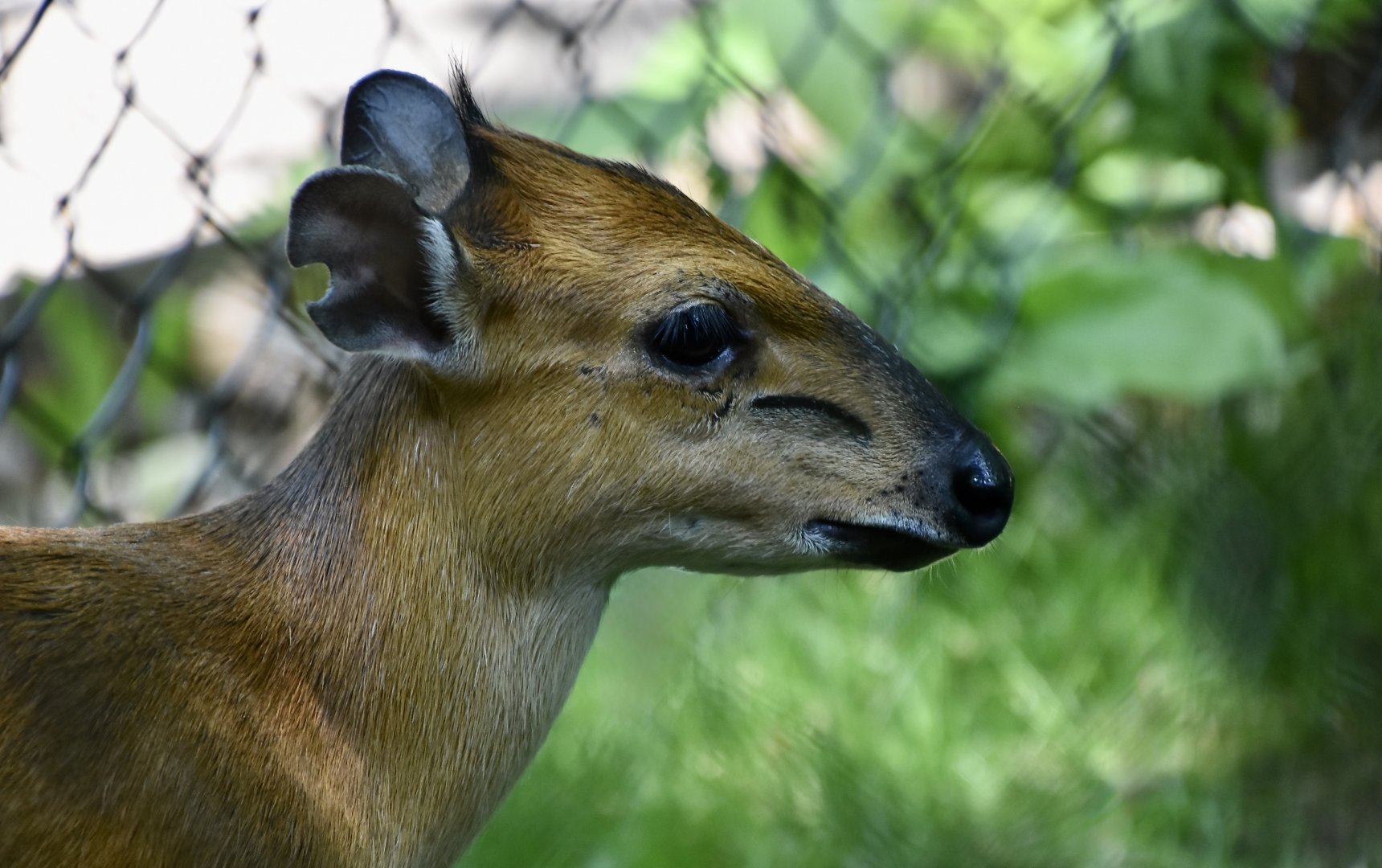 Red-Flanked Duiker (Cephalophus rufilatus) female