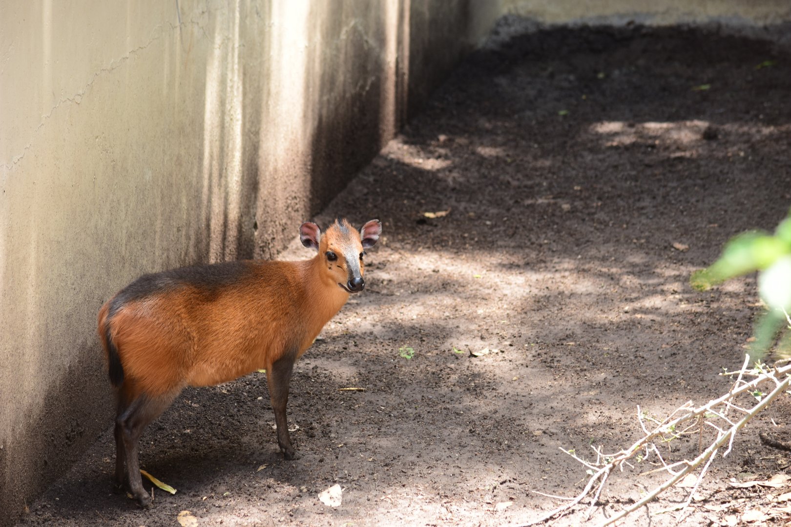 Red-flanked Duiker (Cephalophus rufilatus)