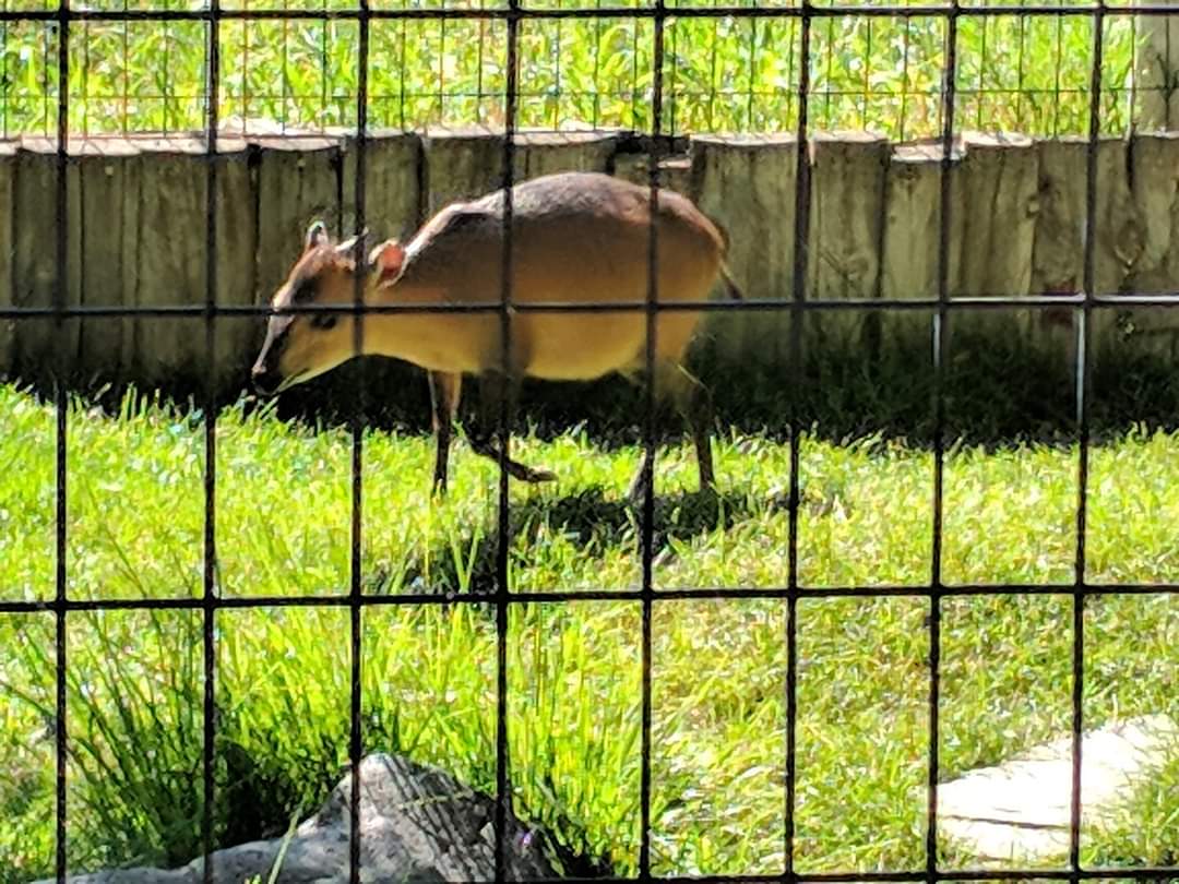 Red-flanked duiker (Cephalophus rufilatus)