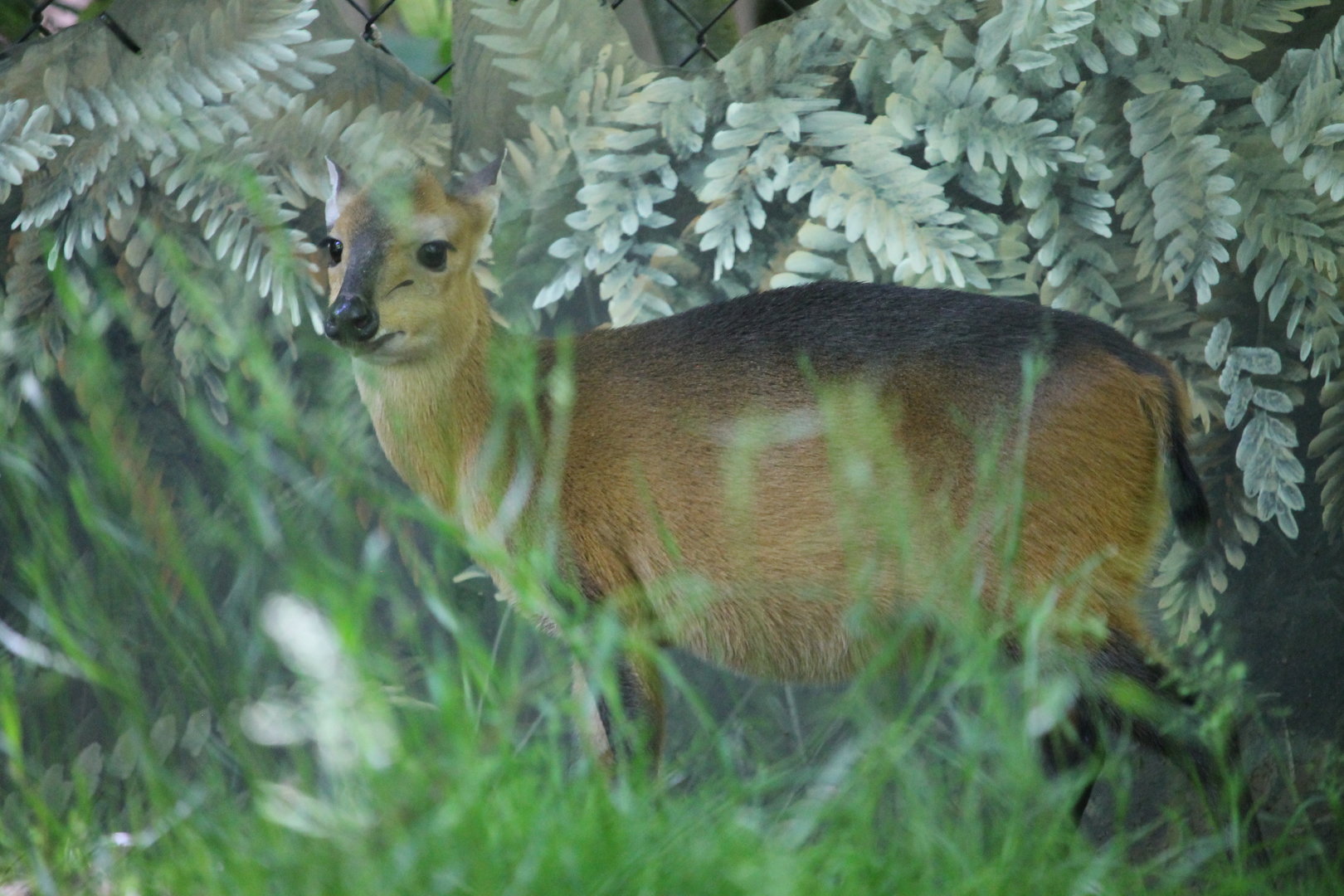 Red-flanked Duiker (Cephalophus rufilatus)