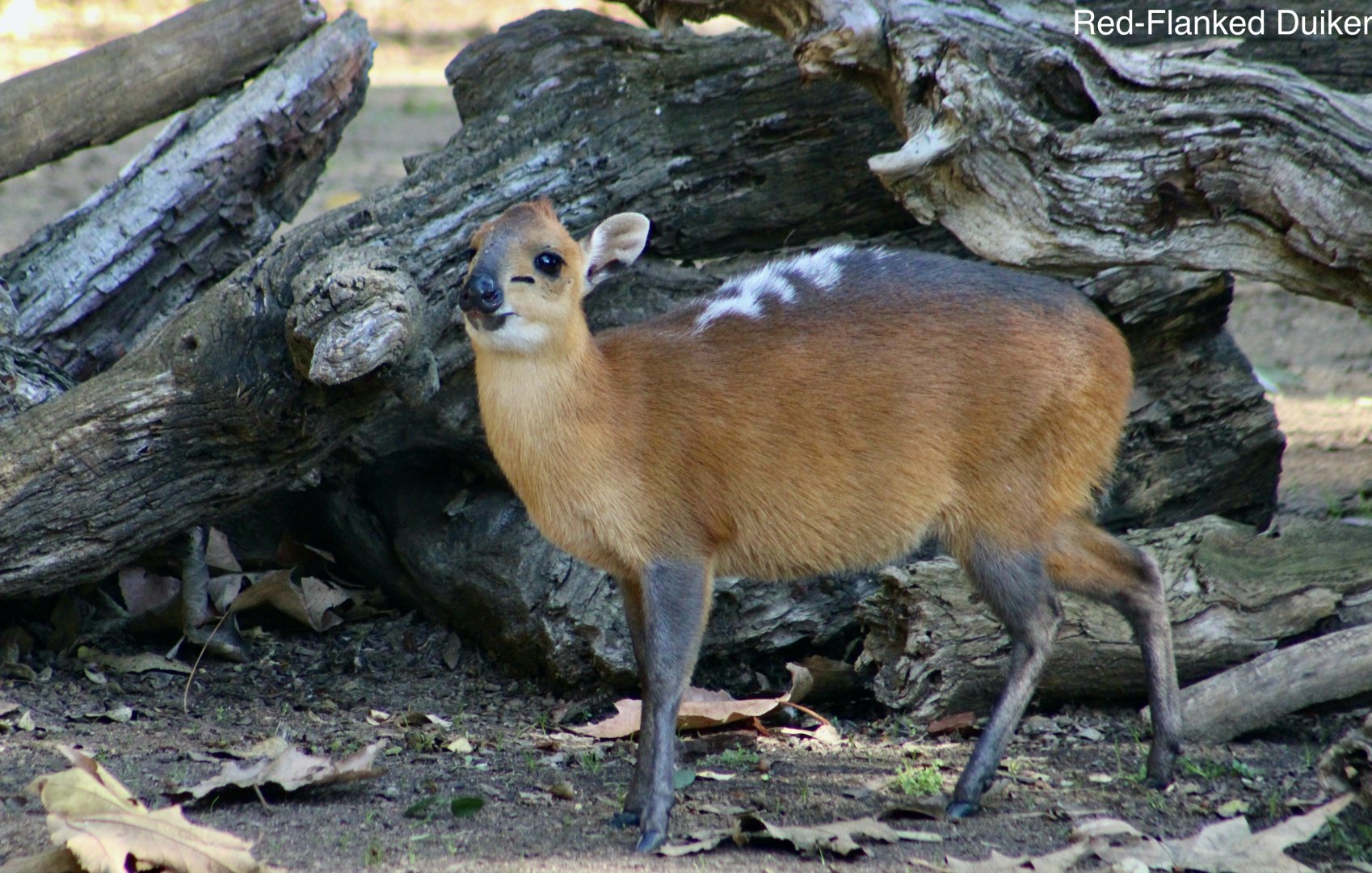 Red-Flanked Duiker (Cephalophus rufilatus)