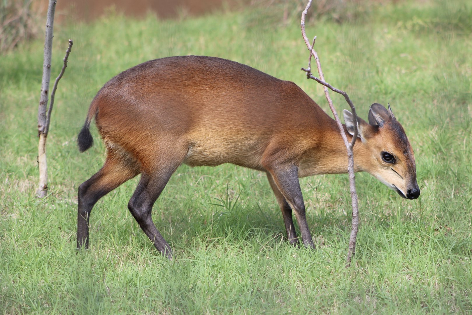 Red-Flanked Duiker (Cephalophus rufilatus)