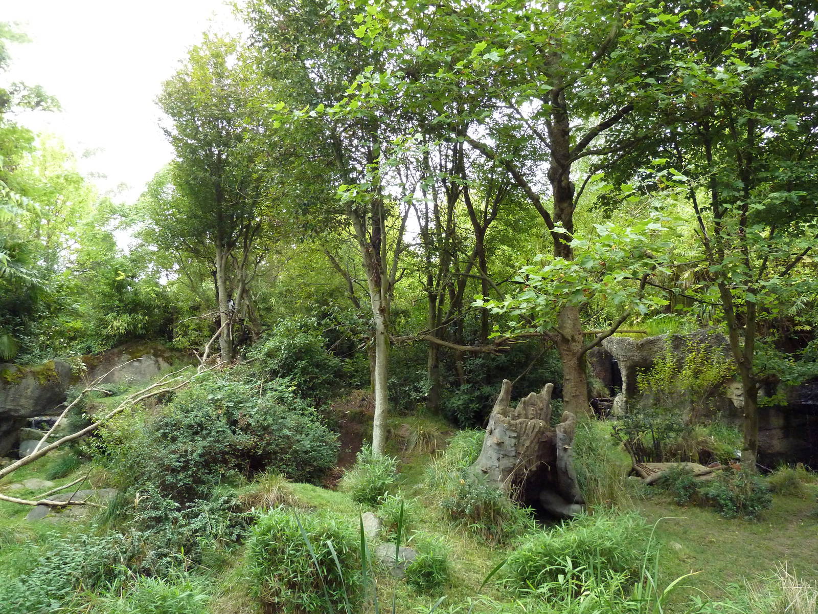 Red-Flanked Duiker/Colobus Monkey Exhibit