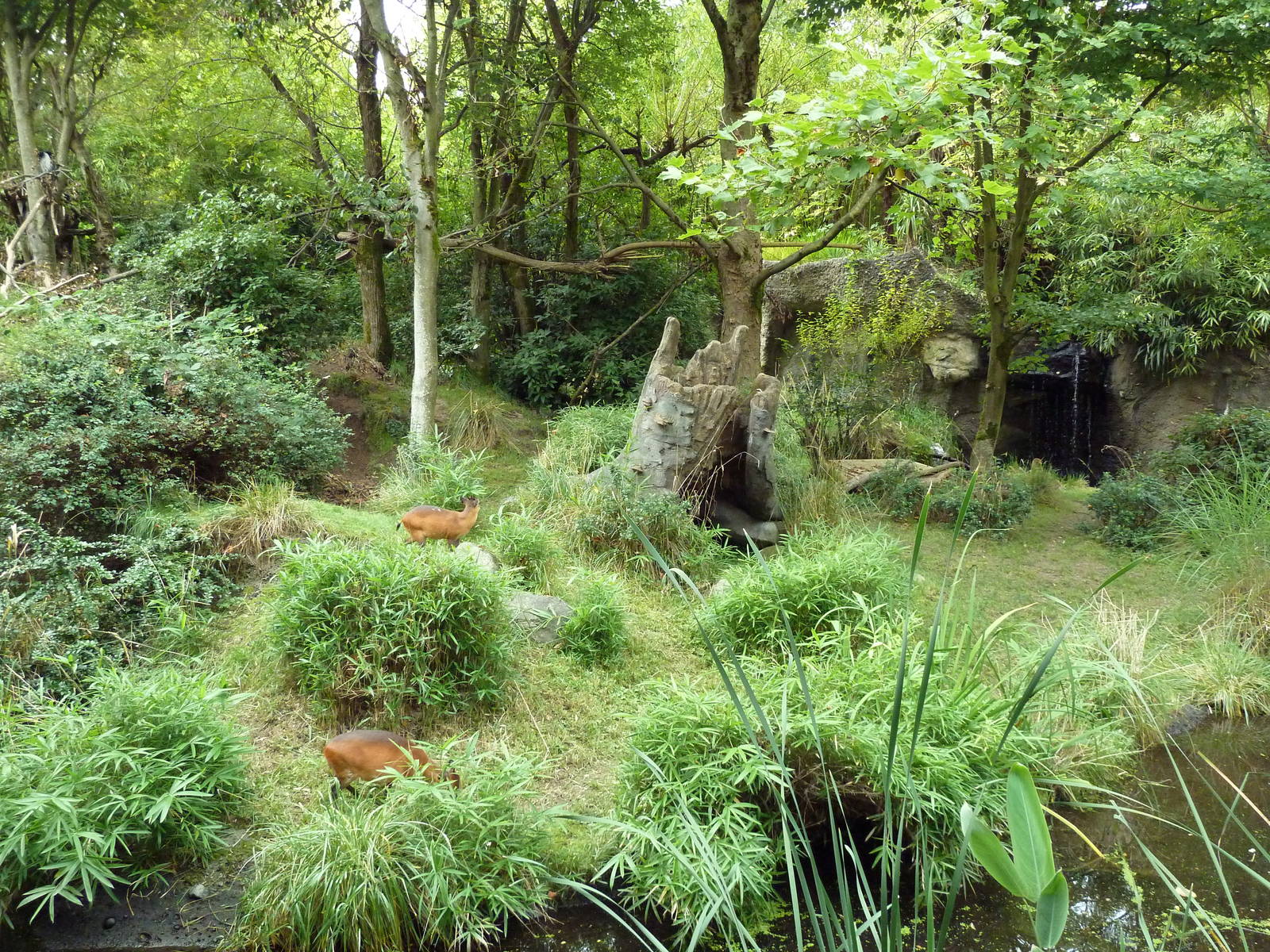 Red-Flanked Duiker/Colobus Monkey Exhibit
