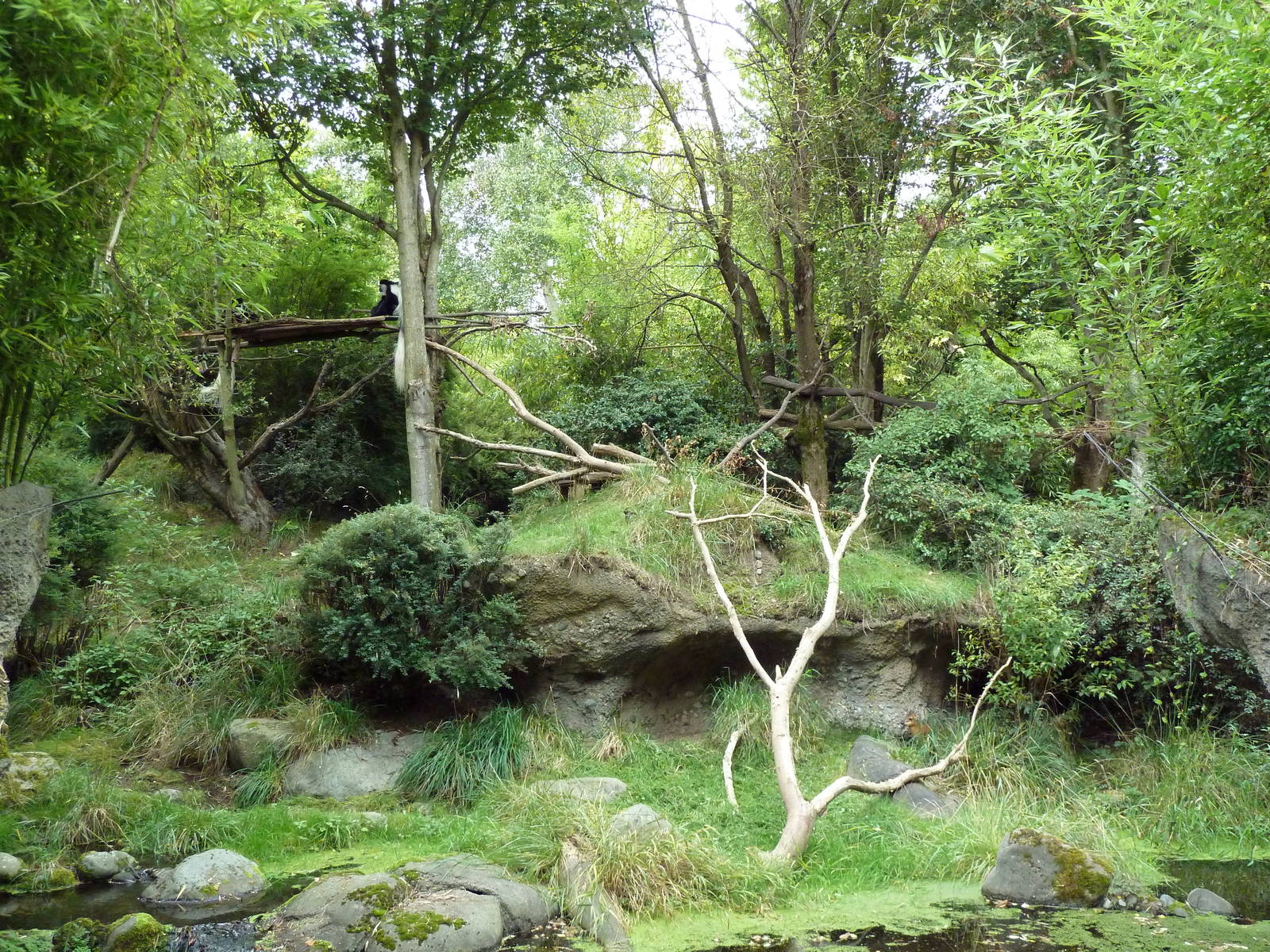 Red-Flanked Duiker/Colobus Monkey Exhibit
