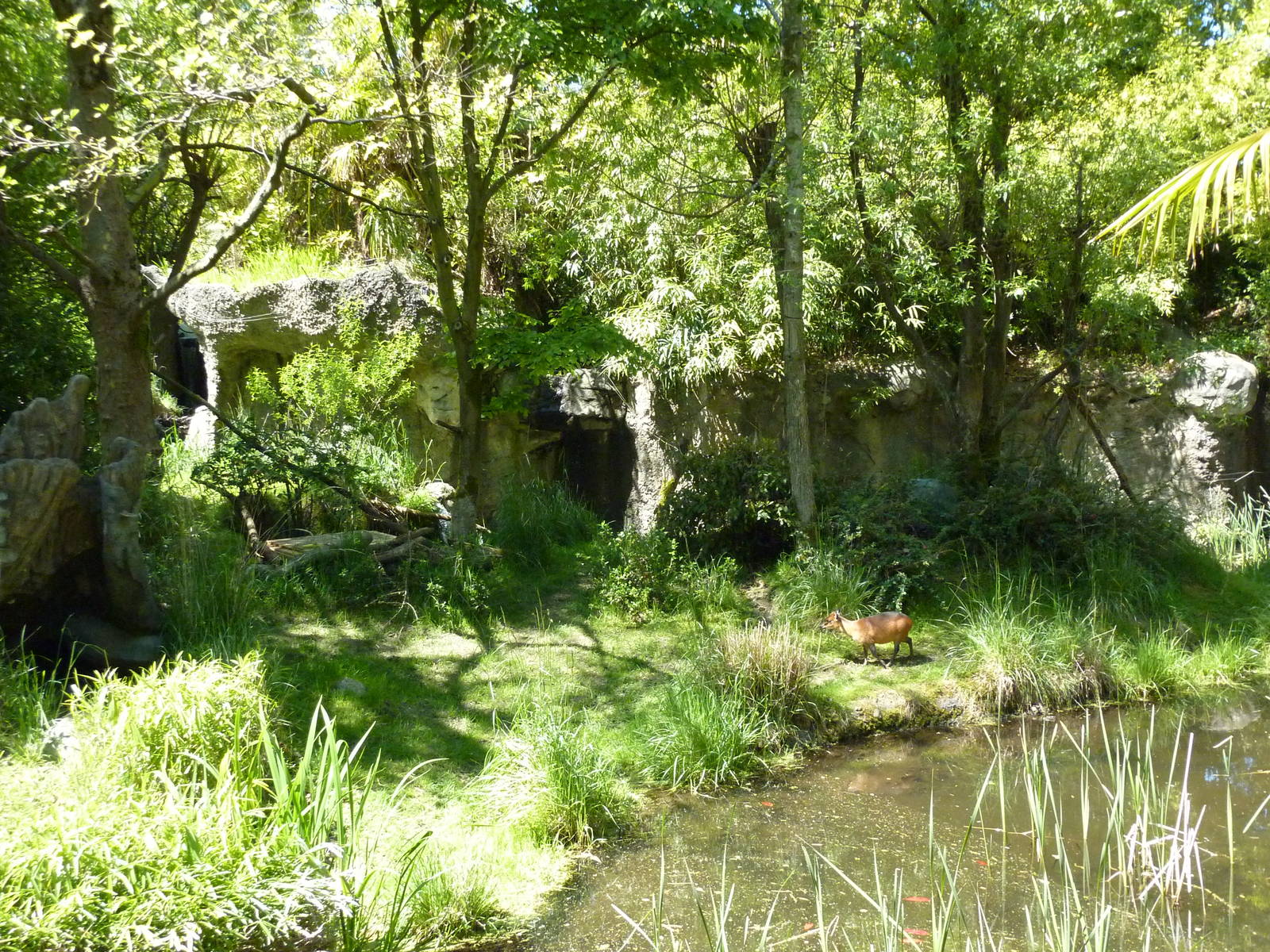 Red-Flanked Duiker/Colobus Monkey Exhibit