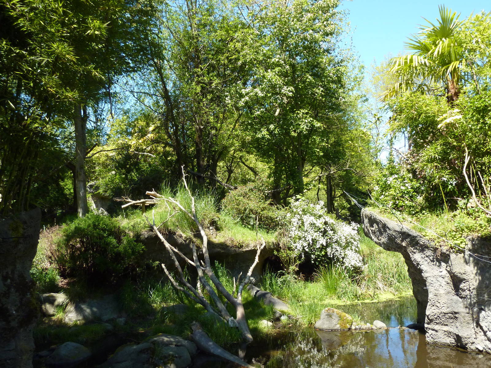 Red-Flanked Duiker/Colobus Monkey Exhibit