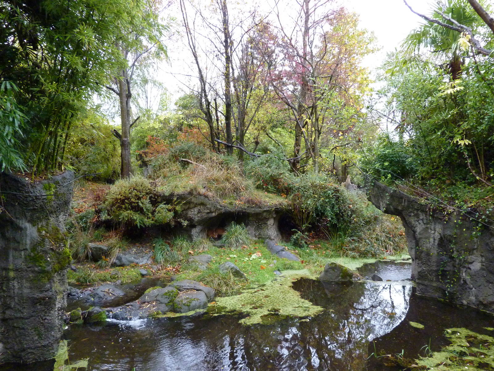 Red-Flanked Duiker Exhibit - See The 2 Duikers?
