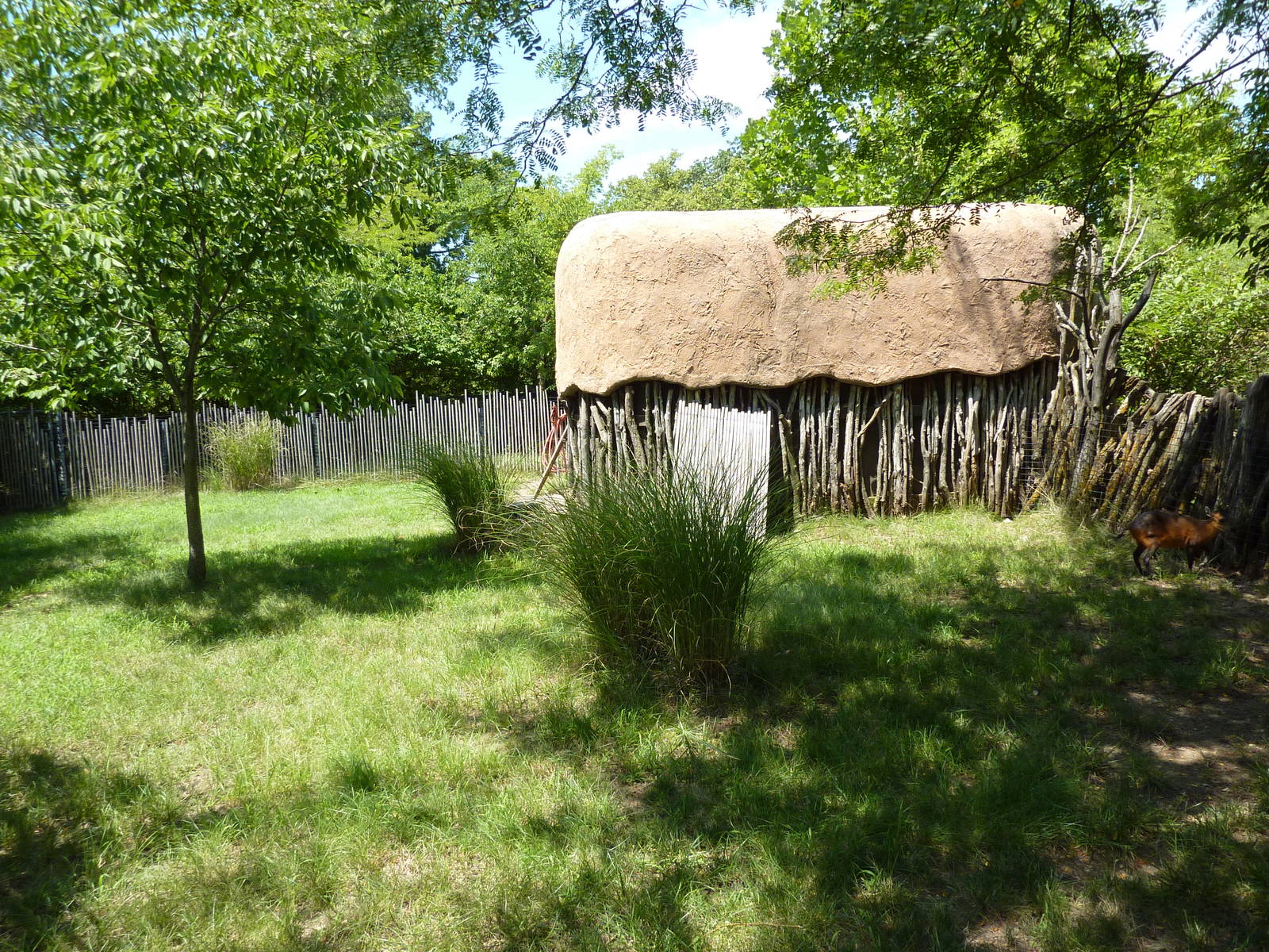 Red-Flanked Duiker Exhibit
