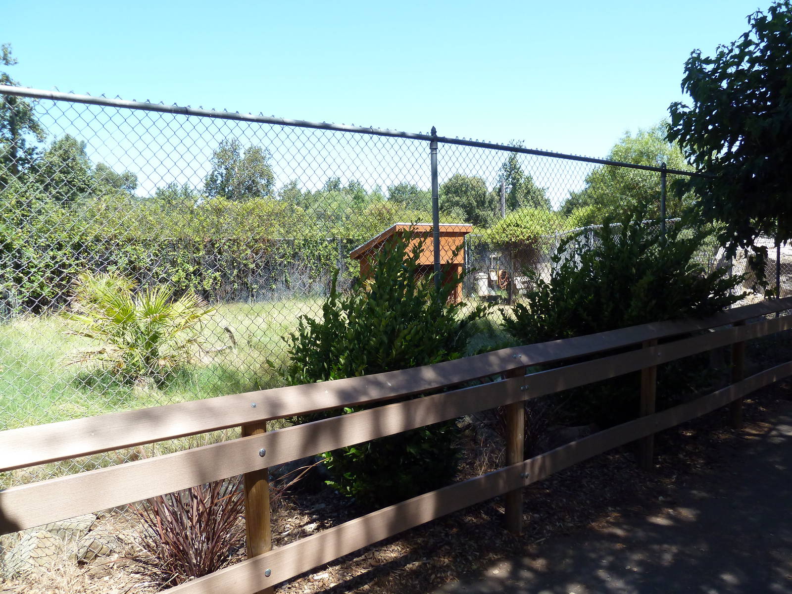 Red-Flanked Duiker Exhibit