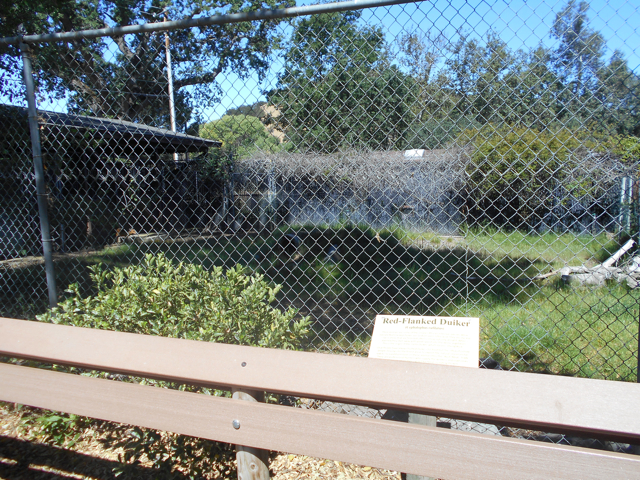 Red-flanked duiker exhibit