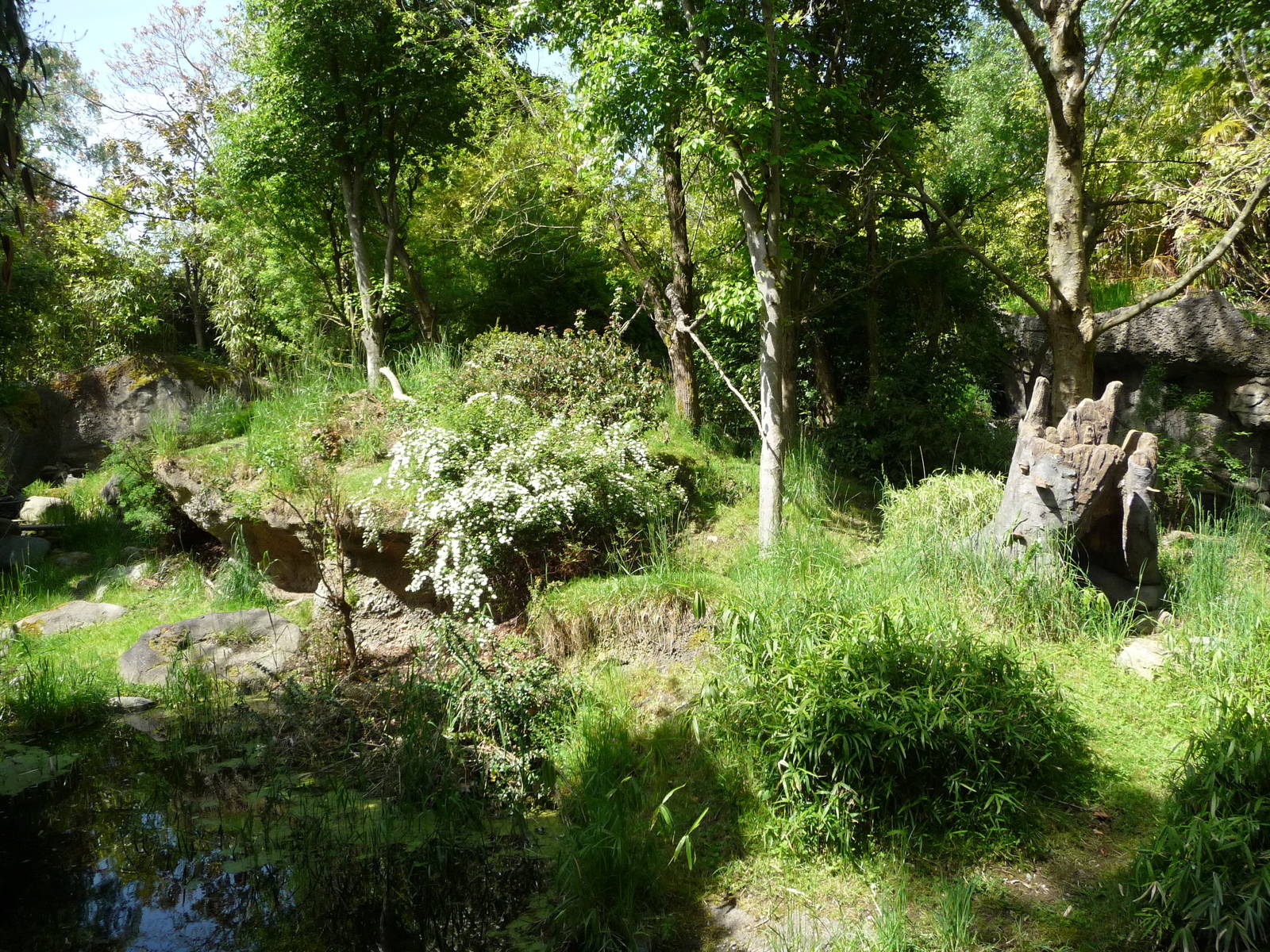 Red-Flanked Duiker Exhibit