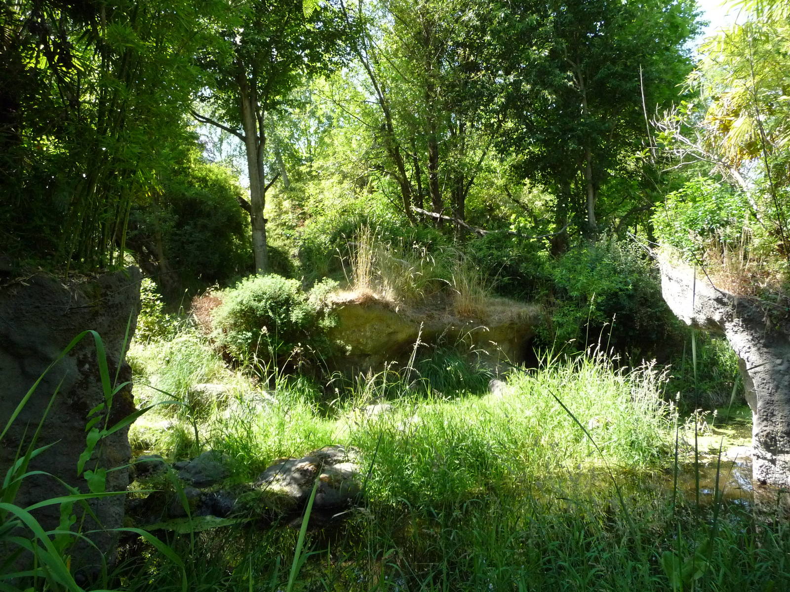 Red-Flanked Duiker Exhibit