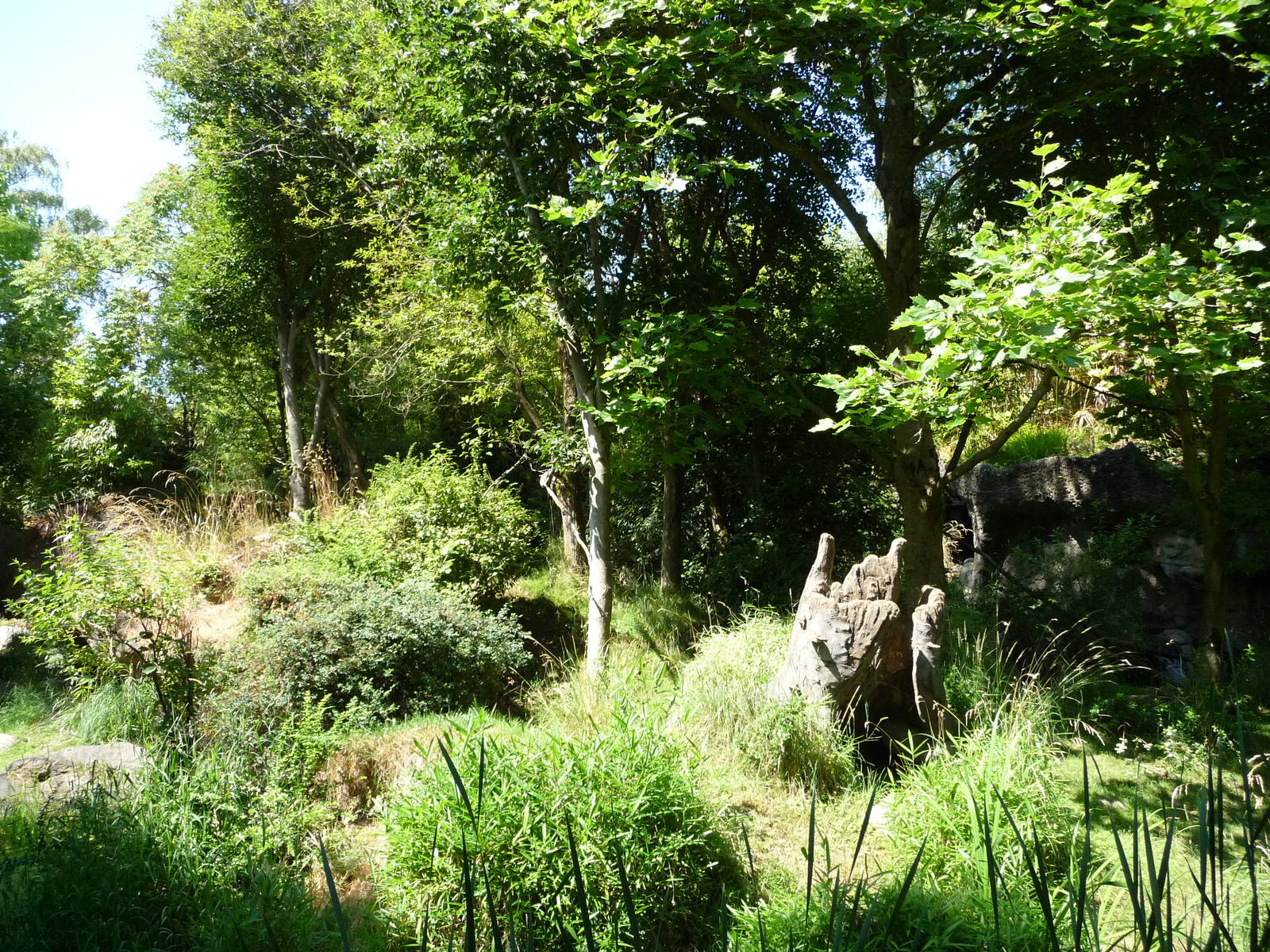 Red Flanked Duiker Exhibit
