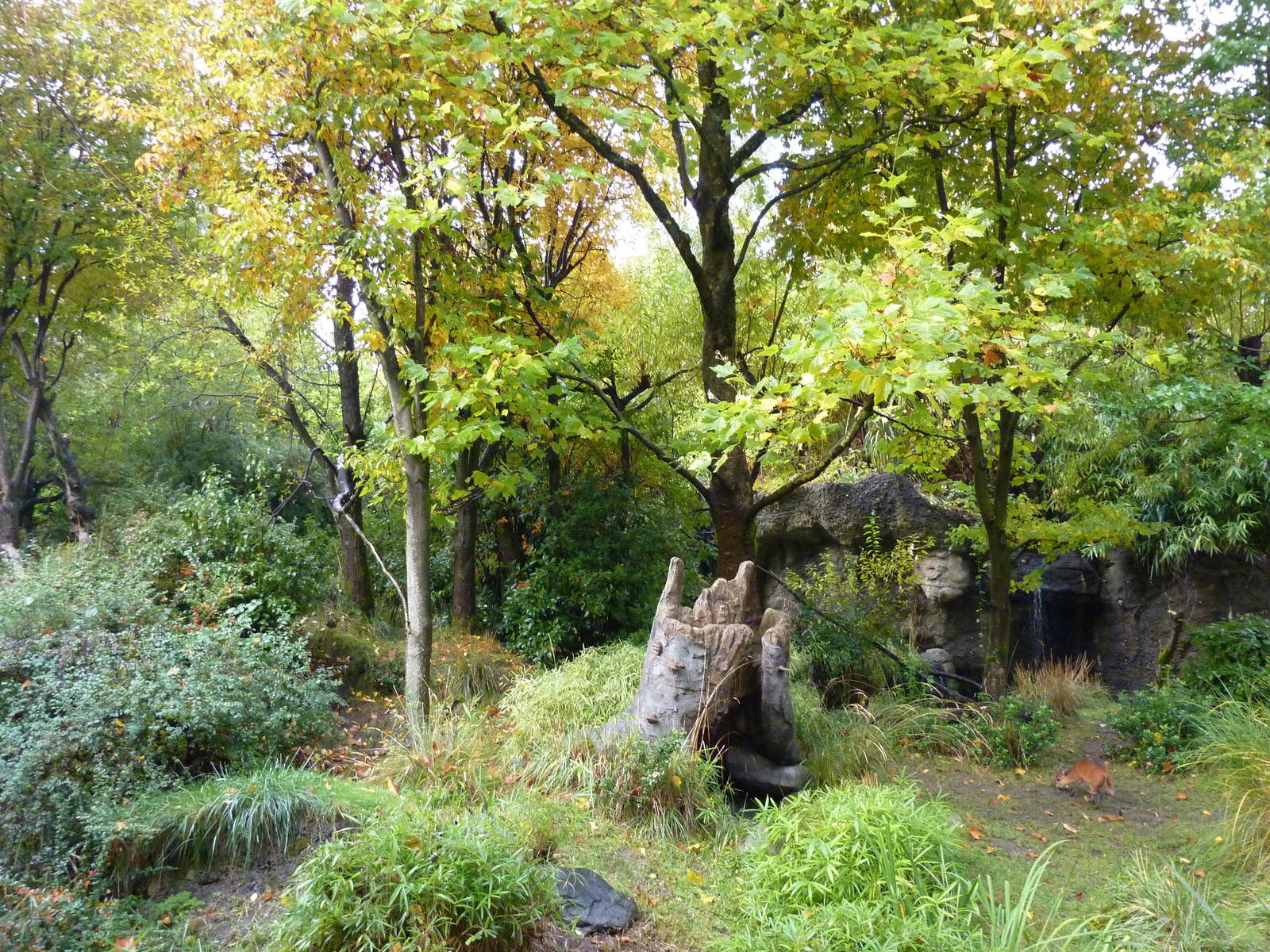 Red-Flanked Duiker Exhibit