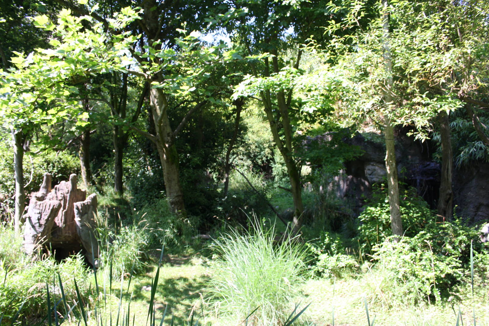 Red-Flanked Duiker Exhibit