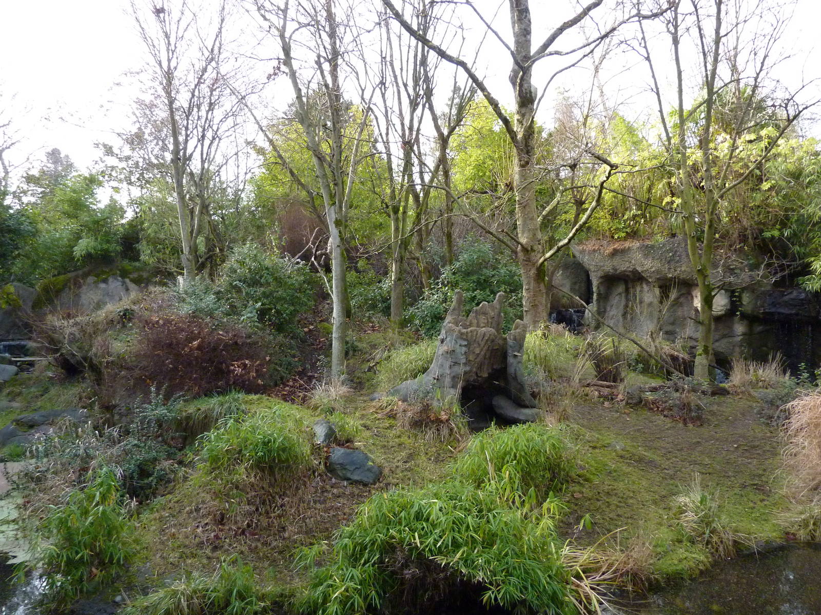 Red-Flanked Duiker Exhibit